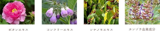 4種類の天然植物成分